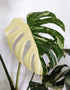 Monstera 'Thai Constellation' - 7cm pot